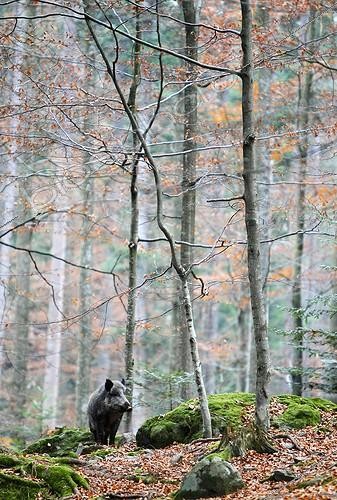 Biosphoto | 1211058 | Big male Wild Boar standing in a beech forest in autumn | &copy; Frédéric Desmette / Biosphoto