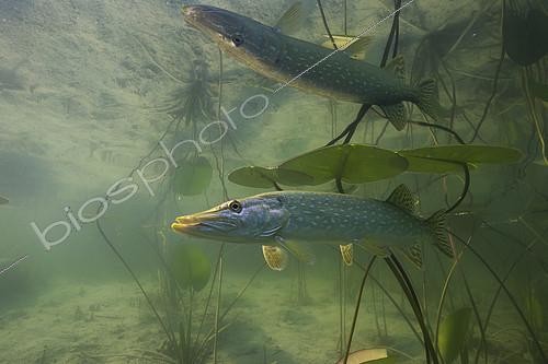Biosphoto | 2127060 | Big Pike (Esox lucius) in its environment, Lake of the Jura, France | &copy; Michel Loup / Biosphoto