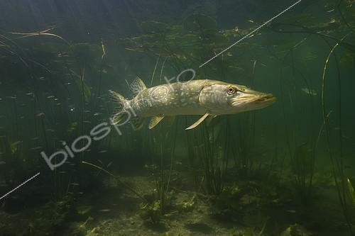 Biosphoto | 2127065 | Big Pike (Esox lucius) in its environment, Lake of the Jura, France | &copy; Michel Loup / Biosphoto