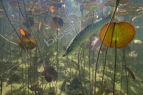 Biosphoto | 2127071 | Big Pike (Esox lucius) in its environment, Lake of the Jura, France | &copy; Michel Loup / Biosphoto