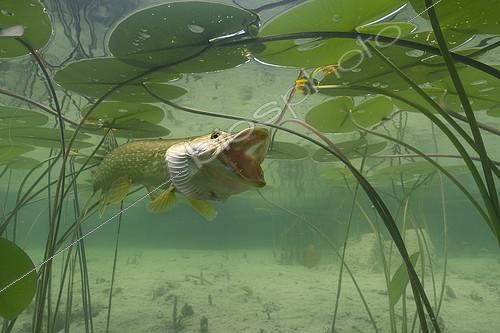 Biosphoto | 2127081 | Big Pike (Esox lucius) in its environment, Lake of the Jura, France | &copy; Michel Loup / Biosphoto