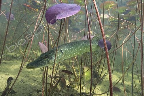Biosphoto | 2127086 | Big Pike (Esox lucius) in its environment, Lake of the Jura, France | &copy; Michel Loup / Biosphoto