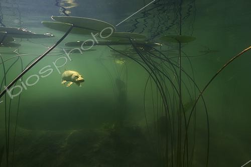 Biosphoto | 2127121 | Big Pike (Esox lucius) in its environment, Lake of the Jura, France | &copy; Michel Loup / Biosphoto
