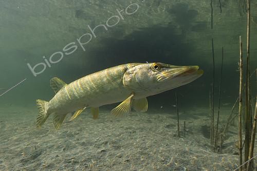 Biosphoto | 2127131 | Big Pike (Esox lucius) in its environment, Lake of the Jura, France | &copy; Michel Loup / Biosphoto