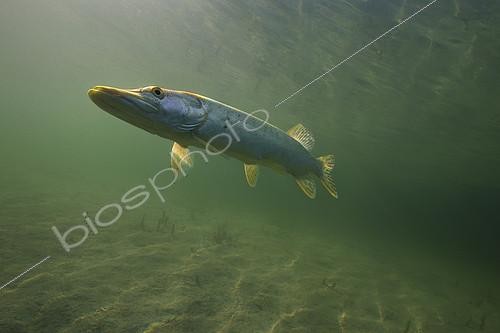 Biosphoto | 2127138 | Big Pike (Esox lucius) in its environment, Lake of the Jura, France | &copy; Michel Loup / Biosphoto