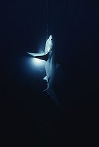 Biosphoto | 1251022 | Bigeye Thresher Shark hooked on long line Cocos Island | &copy; Jeffrey Rotman / Biosphoto