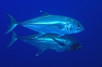 Biosphoto | 981000 | Bigeye Travellys, Ras Mohammed, Sinai, Red Sea, Egypt | &copy; Borut Furlan / WaterFrame / Biosphoto