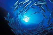 Biosphoto | 981085 | Bigeye Travellys, Ras Mohammed, Sinai, Red Sea, Egypt | &copy; Borut Furlan / WaterFrame / Biosphoto