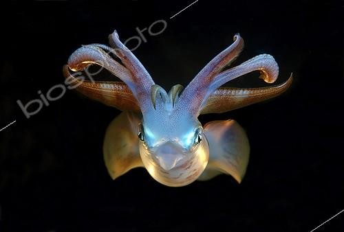 Biosphoto | 1957507 | Bigfin reef squid - Red Sea Egypt ; Bigfin reef squid (Sepioteuthis lessoniana), Red Sea, Egypt, Africa | &copy; Andrey Nekrasov / imageBROKER / Biosphoto