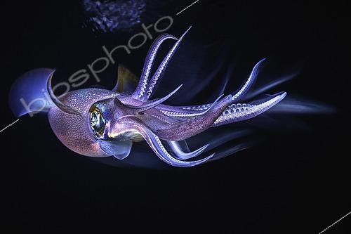 Biosphoto | 2526618 | Bigfin reef squid (Sepioteuthis lessoniana), Mayotte | &copy; Gabriel Barathieu / Biosphoto