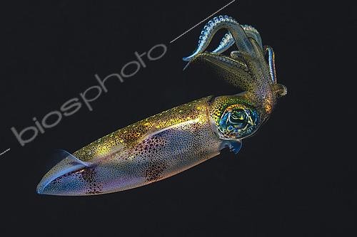 Biosphoto | 2619323 | Bigfin reef squid (Sepioteuthis lessoniana), displaying an impressive color palette during night dives, Mayotte. | &copy; Gabriel Barathieu / Biosphoto