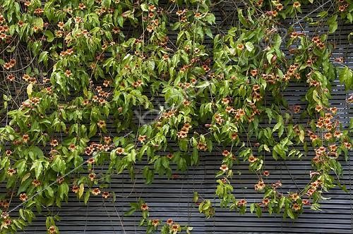 Biosphoto | 846477 | Bignone en fleur sur un mur dans un jardin | &copy; Alexandre Petzold / Biosphoto