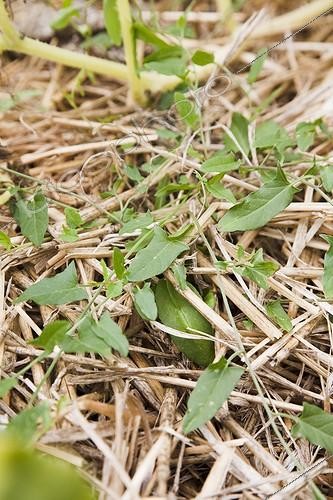 Biosphoto | 912291 | Bindweed growing trough a mulching in a garden | &copy; NouN / Biosphoto