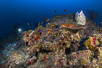 Biosphoto | 2609395 | Biodiversité de la zone mésophotique à la profondeur de 75 mètres. Mayotte | &copy; Gabriel Barathieu / Biosphoto