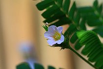 Biosphoto | 2394852 | Biophytum (Biophytum sensitivum) flower | &copy; Claude Guihard / Biosphoto