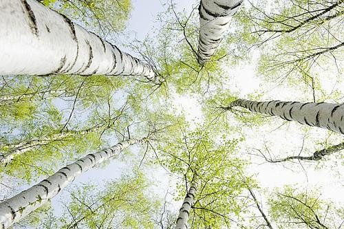Biosphoto | 2173527 | Birch forest in spring, from below, North Rhine-Westphalia, Germany, Europe | &copy; Daniel Schoenen / imageBROKER / Biosphoto