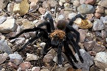 Biosphoto | 1250405 | Bird Spider male Oliver Lee State Park New-Mexico USA | &copy; Daniel Heuclin / Biosphoto