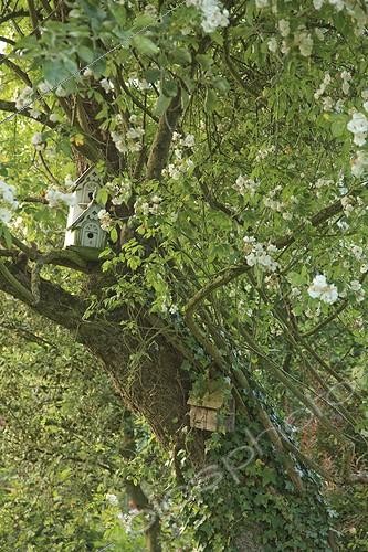 Biosphoto | 1001669 | Birdhouse in an apple tree and liana Rose Le Jardin des Lianes ; Le jardin des lianes | &copy; Hervé Lenain / Biosphoto