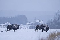 Biosphoto | 2593323 | Bisons d'Europe (Bison bonasus) dans un champ agricole enneigé près d'une forêt, forêt de Bialowieza, site du patrimoine mondial de l'UNESCO, Pologne, Europe. | &copy; Franco Banfi / Biosphoto