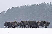 Biosphoto | 2593325 | Bisons d'Europe (Bison bonasus) dans un champ agricole enneigé près d'une forêt, forêt de Bialowieza, site du patrimoine mondial de l'UNESCO, Pologne, Europe. | &copy; Franco Banfi / Biosphoto