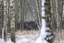 Biosphoto | 2593320 | Bisons d'Europe (Bison bonasus) en sous-bois, forêt de Bialowieza, site du patrimoine mondial de l'UNESCO, Pologne, Europe. | &copy; Franco Banfi / Biosphoto