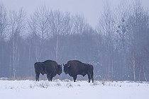 Biosphoto | 2593322 | Bisons d'Europe (Bison bonasus) face à face dans un champ agricole enneigé près d'une forêt, forêt de Bialowieza, site du patrimoine mondial de l'UNESCO, Pologne, Europe. | &copy; Franco Banfi / Biosphoto