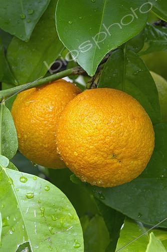 Biosphoto | 2126755 | Bitter orange (Citrus x aurantium) | &copy; Frédéric Tournay / Biosphoto