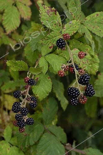 Biosphoto | 114395 | Blacberry France | &copy; Muriel Hazan / Biosphoto