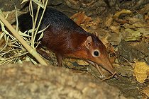 Biosphoto | 2584498 | Black and rufous sengi (Rhynchocyon petersi) (Rhynchocyon petersi) in captivity, Germany | &copy; Jean-François Noblet / Biosphoto