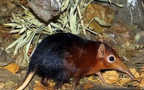 Biosphoto | 2584499 | Black and rufous sengi (Rhynchocyon petersi) (Rhynchocyon petersi) in captivity, Germany | &copy; Jean-François Noblet / Biosphoto