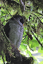Biosphoto | 2621626 | Black-and-white owl (Strix nigrolineata) perched on the top of a tree in a cloud-rain forest. Choco Andino. Ecuador. South of America | &copy; Brigitte Marcon / Biosphoto