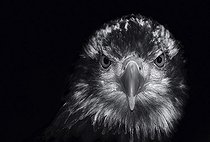 Biosphoto | 1452760 | Black and white portrait of a Golden Eagle Aquila chrysaetos | &copy; Juergen Mueller / imageBROKER / Biosphoto