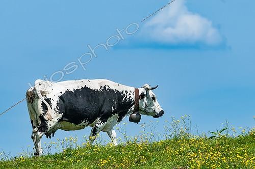 Biosphoto | 2618001 | Black and white Vosgian cow, high pastures, Rainkopf, Vosges, France. | &copy; Stéphane Vitzthum / Biosphoto