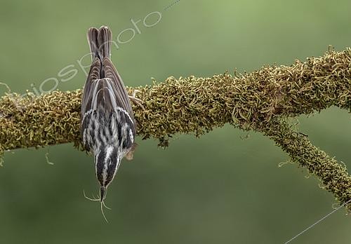 Biosphoto | 2404754 | Black-and-white Warbler (Mniotilta varia) male hanging on a branch, Texas, USA | &copy; Alan Murphy / BIA / Biosphoto