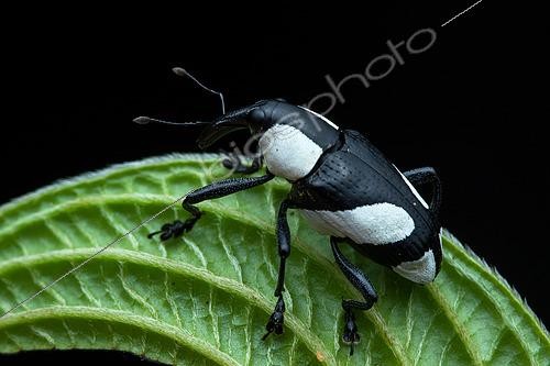 Biosphoto | 2497912 | Black and White Weevil (Peridinetus cretaceus) on a leaf, Monteverde (Costa Rica | &copy; Frank Deschandol & Philippe Sabine / Biosphoto