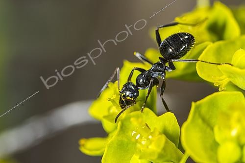 Biosphoto | 2621315 | Black ant covered in pollen, Cévennes National Park, France. | &copy; Philippe Lebeaux / Biosphoto