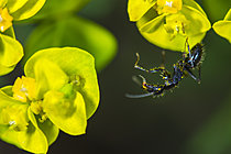 Biosphoto | 2621323 | Black ant covered in pollen, Cévennes National Park, France. | &copy; Philippe Lebeaux / Biosphoto