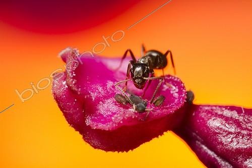 Biosphoto | 1935572 | Black ant gardens and aphids on pistil - France | &copy; Benoît Personnaz / Biosphoto