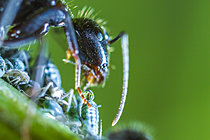 Biosphoto | 2621324 | Black ant taking a drop of honeydew from an aphid, Cévennes National Park, France. | &copy; Philippe Lebeaux / Biosphoto