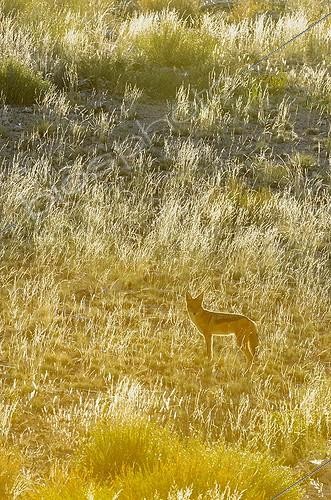 Biosphoto | 1924652 | Black-backed Jackal at dawn - Kalahari desert | &copy; Tina Malfilatre / Biosphoto