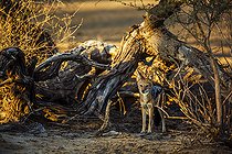 Biosphoto | 2546690 | Black backed jackal (Canis mesomela) standing in front of dead tree in Kgalagadi transfrontier park, South Africa | &copy; Patrice Correia / Biosphoto