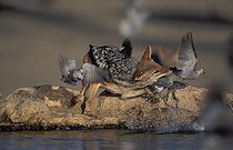 Biosphoto | 170217 | Black backed jackal catching ring necked Doves South Africa | &copy; Nigel J. Dennis / Biosphoto