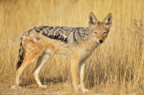 Biosphoto | 2056294 | Black-backed jackal, Etosha, Namibia | &copy; Massimiliano Sticca / Biosphoto