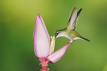 Biosphoto | 1197526 | Black-bellied Hummingbird (Eupherusa nigriventris), female feeding on and pollinating Ornamental Banana plant flower (Musa velutina) in cloud forest rainforest, Central Valley, Costa Rica, Central America | &copy; Rolf Nussbaumer / imageBROKER / Biosphoto