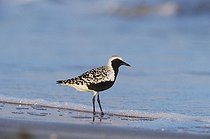 Biosphoto | 1496534 | Black-bellied Plover (Pluvialis squatarola), adult at beach in breeding plumage, Bolivar Flats, Texas Coast, USA | &copy; Rolf Nussbaumer / imageBROKER / Biosphoto