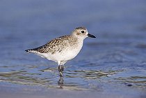 Biosphoto | 1516590 | Black-bellied Plover (Pluvialis squatarola), adult at beach in winter plumage, Sanibel Island, Florida, USA | &copy; Rolf Nussbaumer / imageBROKER / Biosphoto