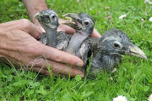 Biosphoto | 2027103 | Black-billed Hornbills Young laid in the grass | &copy; Stéphan Bonneau / Biosphoto