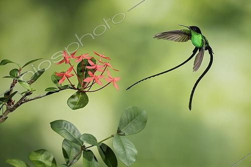 Biosphoto | 2425897 | Black-billed Streamertail (Trochilus scitulus) male flying, Jamaica | &copy; Glenn Bartley / BIA / Biosphoto
