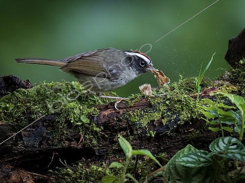 Biosphoto | 2608531 | Black-cheeked Warbler (Basileuterus melanogenys) capturing moth, Chiriqui Highlands, Panama | © Ignacio Yufera / Biosphoto