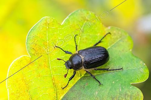Biosphoto | 2603904 | Black cockchafer (Amphimallon atrum) on an oak leaf, Lorry-Mardigny, Lorraine, France | &copy; Stéphane Vitzthum / Biosphoto